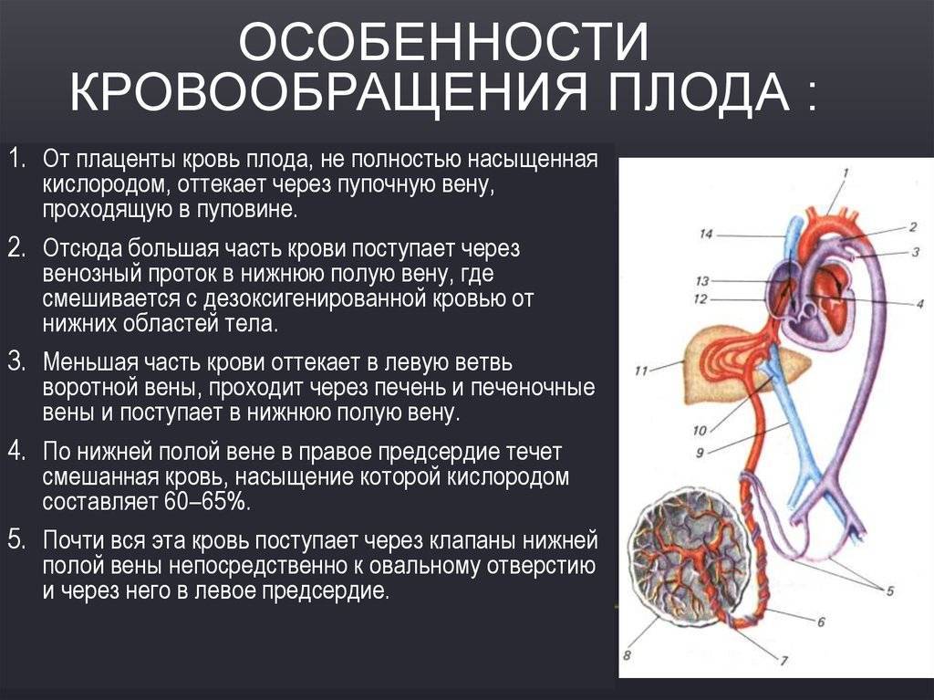 Кровообращение плода: схема и описание, анатомия, особенности, нарушения - нет заразе