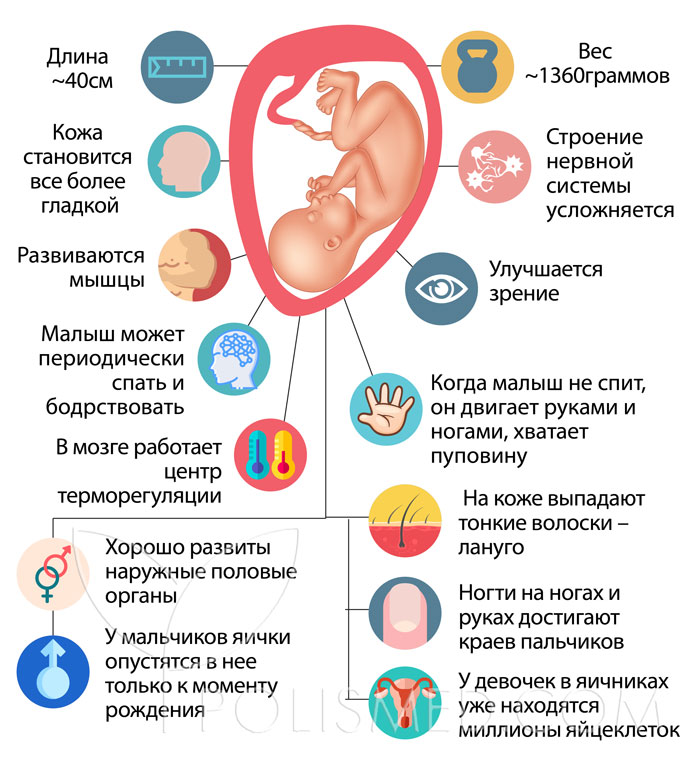 Боли животе при беременности 30 недель. 30 Акушерская неделя беременности плод. 30 Недель беременности шевеления плода. Ребенок в животе беременной. Ребёнок в 30 недель беременности.