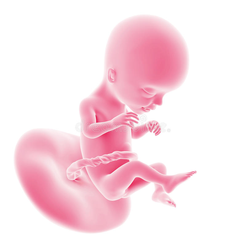 17 неделя беременности: признаки и ощущения женщины, симптомы, развитие плода