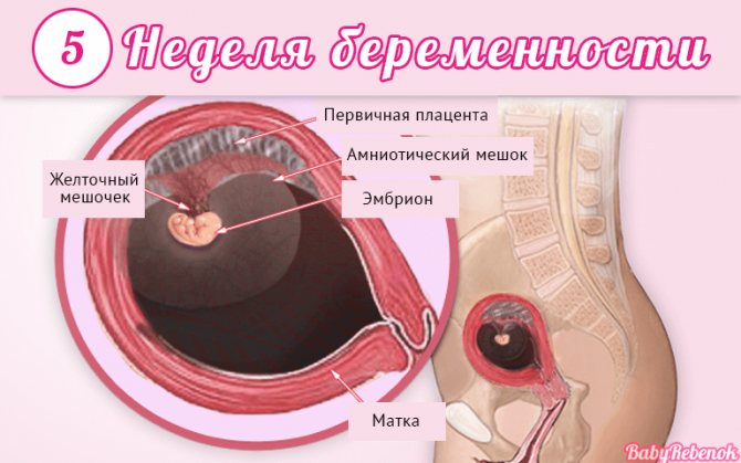 4 неделя беременности (40 фото): что происходит на 4 акушерской неделе или 2 неделе от зачатия с малышом и мамой, признаки и симптомы беременности, ощущения, как выглядит плод