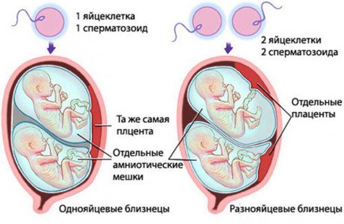 Плацента в ходе беременности: что важно знать