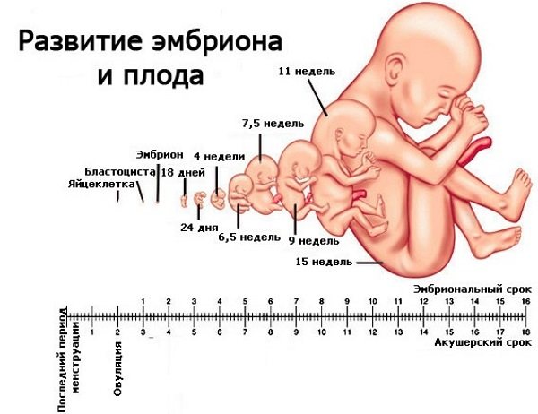 Первое узи при беременности (56 фото): когда делают первую процедуру на сроке до 12 недель, во сколько месяцев направляют на скрининг и особенности показателей 1-го триместра
