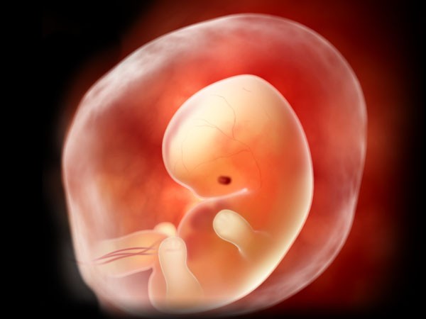 4 неделя беременности после зачатия: что происходит, фото плода, тянет и болит живот