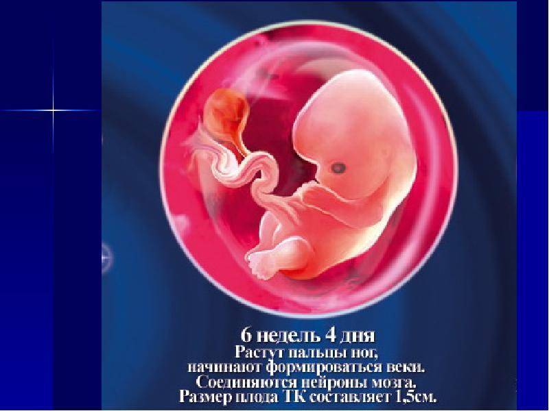 2 недели беременности: признаки, что происходит от зачатия, фото плода, узи