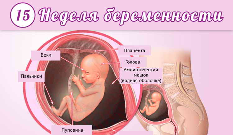 17 неделя беременности. развитие и внешний вид плода. патологии