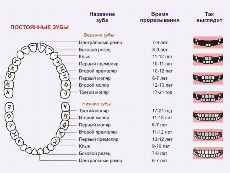 Сроки прорезывания молочных зубов у детей: таблица родителям