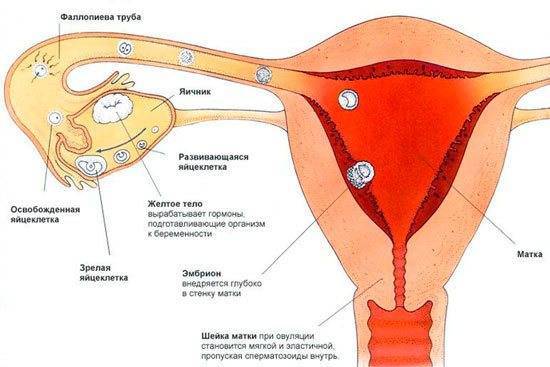 Можно ли забеременеть при молочнице: как она влияет на зачатие, профилактика, отзывы