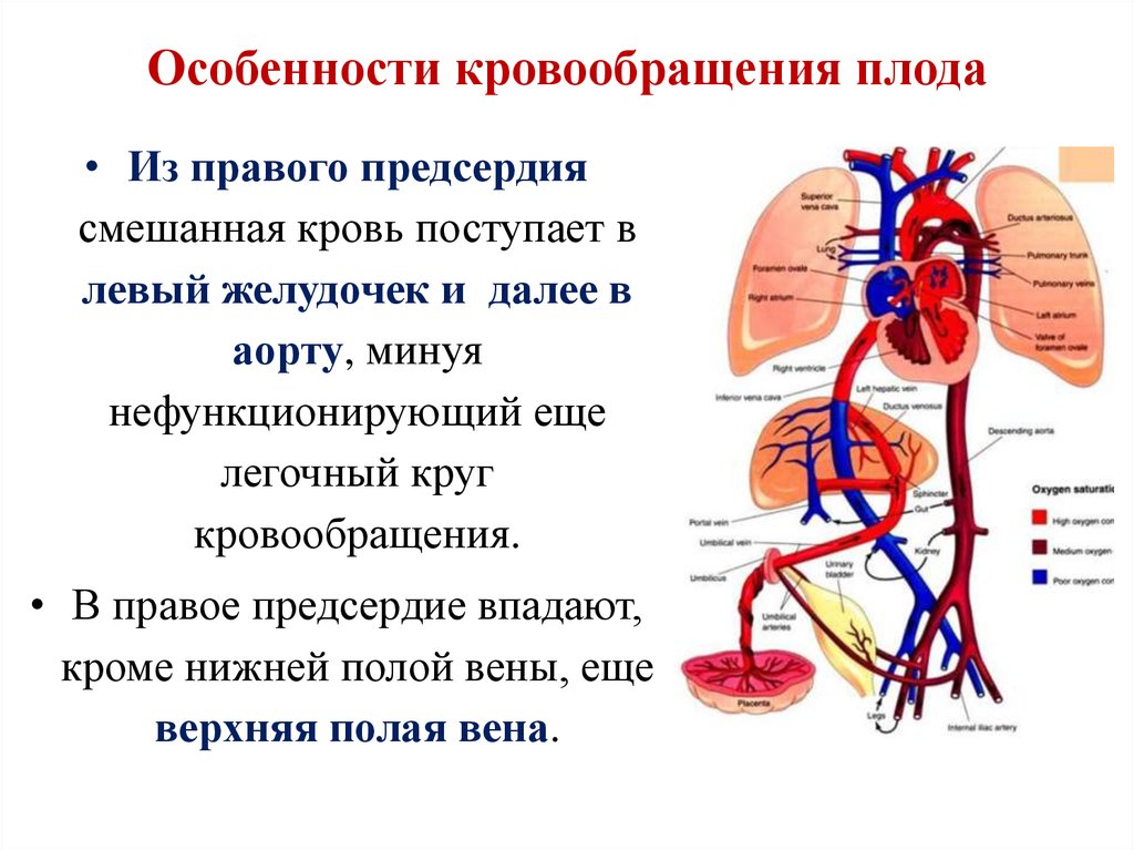 Особенности кровообращения у человеческого плода: анатомия, схема и описание гемодинамики