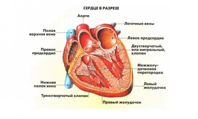 Дополнительная хорда левого желудочка у ребенка - здоров.сердцем