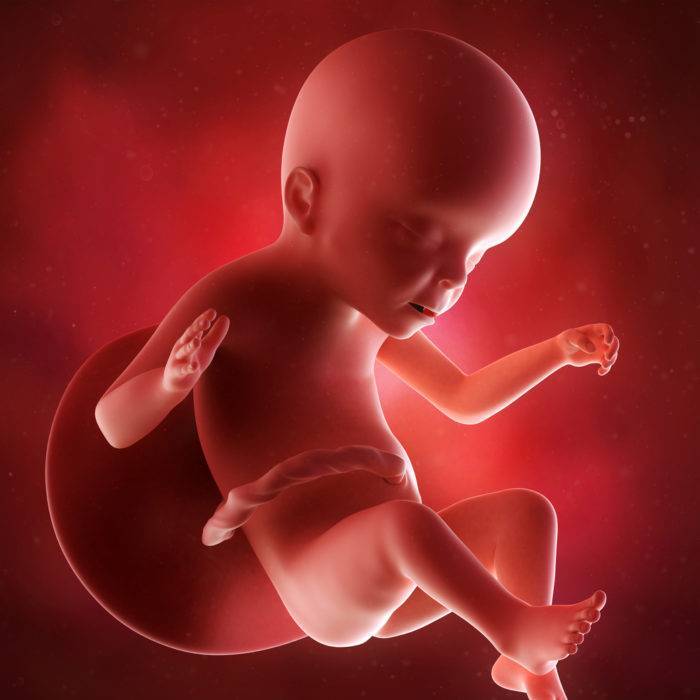 8 неделя беременности: что происходит с малышом и мамой, развитие плода, ощущения