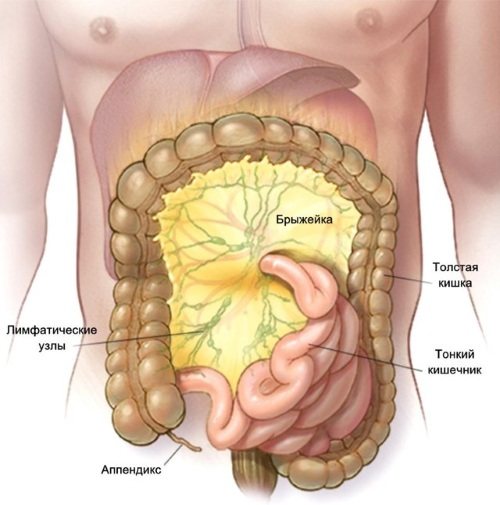 Лимфоузлы брюшной полости: особенности расположения, причины увеличения и воспаления