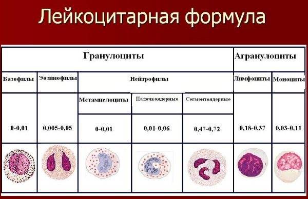 Анализ крови лейкоцитарная формула у ребенка повышены