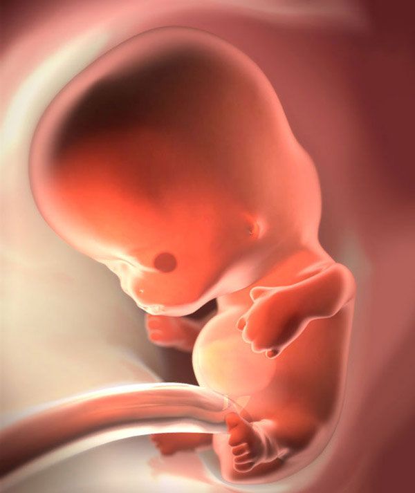 23-я неделя беременности: что происходит с малышом и мамой. развитие и размеры плода. состояние женщины - spuzom.com