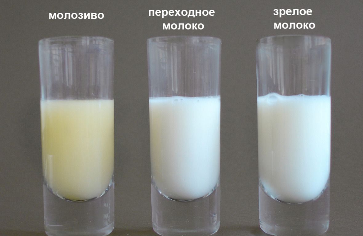 Жёлтое молоко при грудном вскармливании: почему оно жёлтое, что это значит, каким должно быть