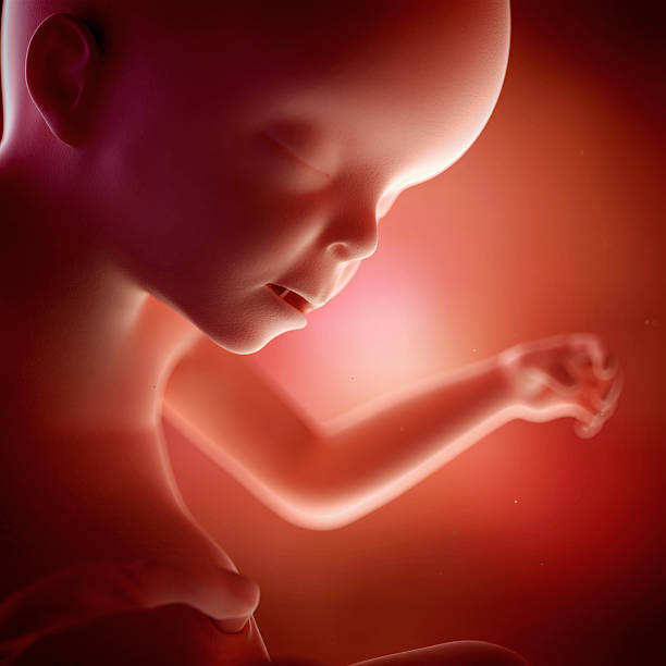 23 неделя беременности – изменения организма, ощущения и особенности развития ребенка