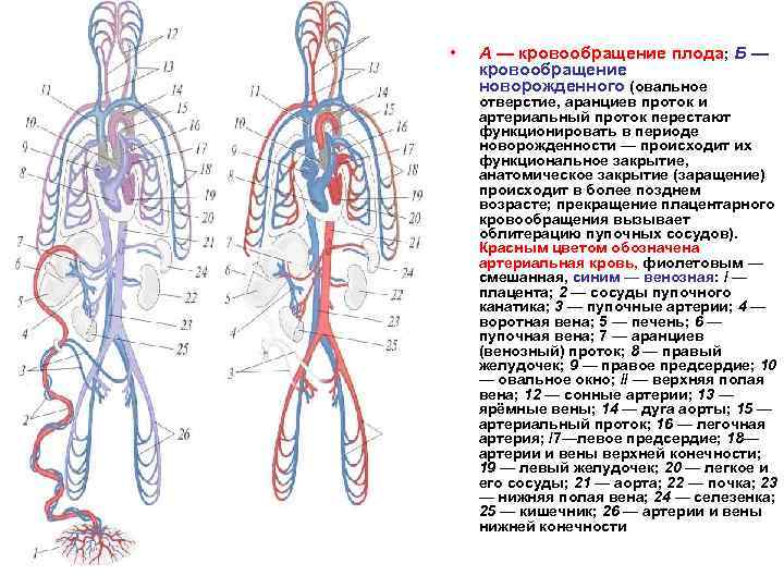 Кровообращение плода: особенности, анатомия и схема