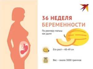 22 неделя беременности (2 триместр)