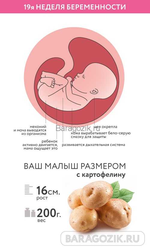 19 неделя беременности :: polismed.com