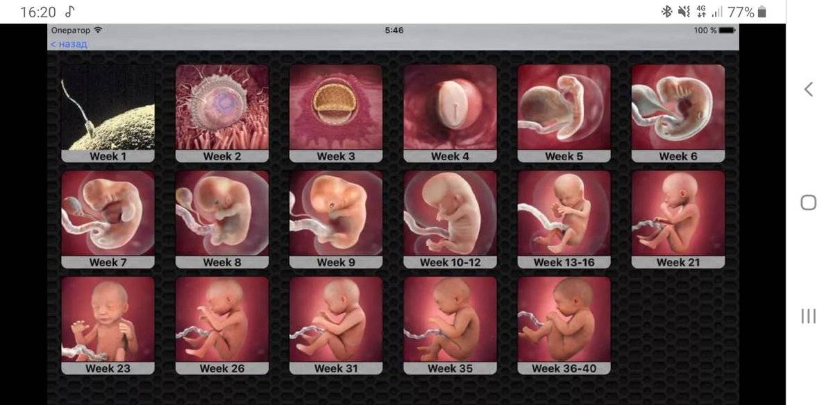 Развитие плода на 11 неделе беременности (19 фото): что происходит с малышом, ощущения плода и размеры ребенка