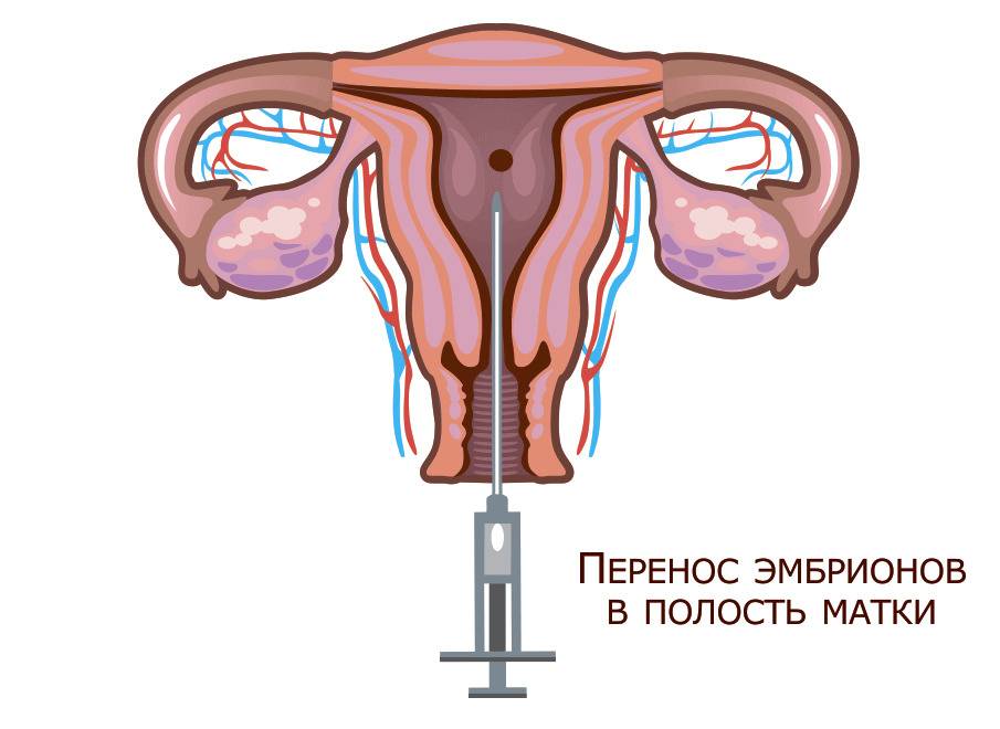 Развитие эмбриона по дням после эко: стадии развития трехдневок и пятидневок после переноса и подсадки, рост и другие нормы в таблице