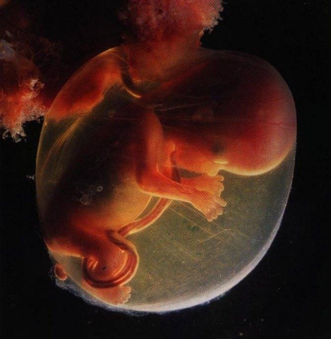 4 неделя беременности от зачатия: что происходит, развитие