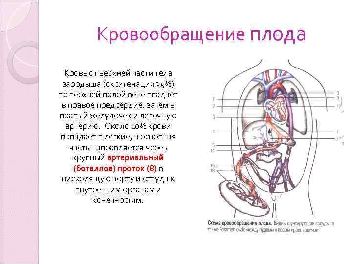 Особенности кровообращения у человеческого плода: анатомия, схема и описание гемодинамики. кровообращение плода. питание плода