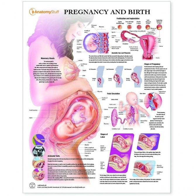 39 неделя беременности: предвестники родов, каменеет живот, схватки