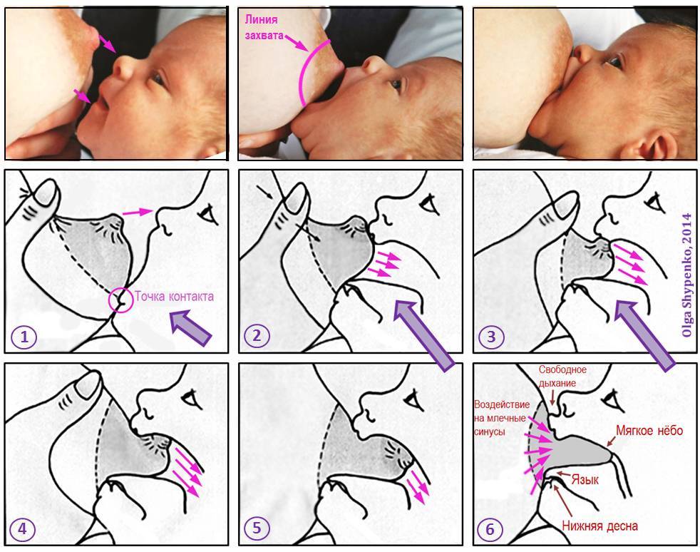 Как прикладывать новорожденного ребенка к груди: правильная техника при грудном вскармливании