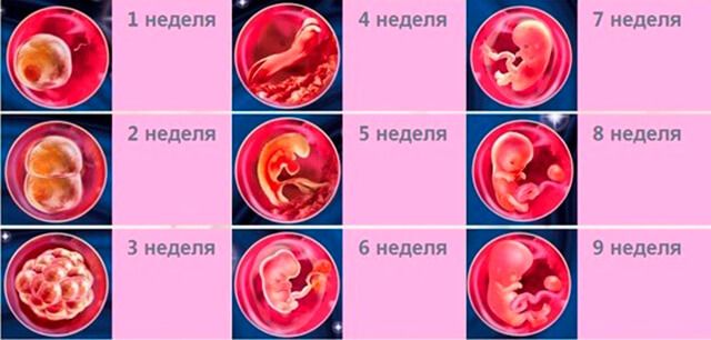 Беременность: как начинается и протекает с первого дня зачатия