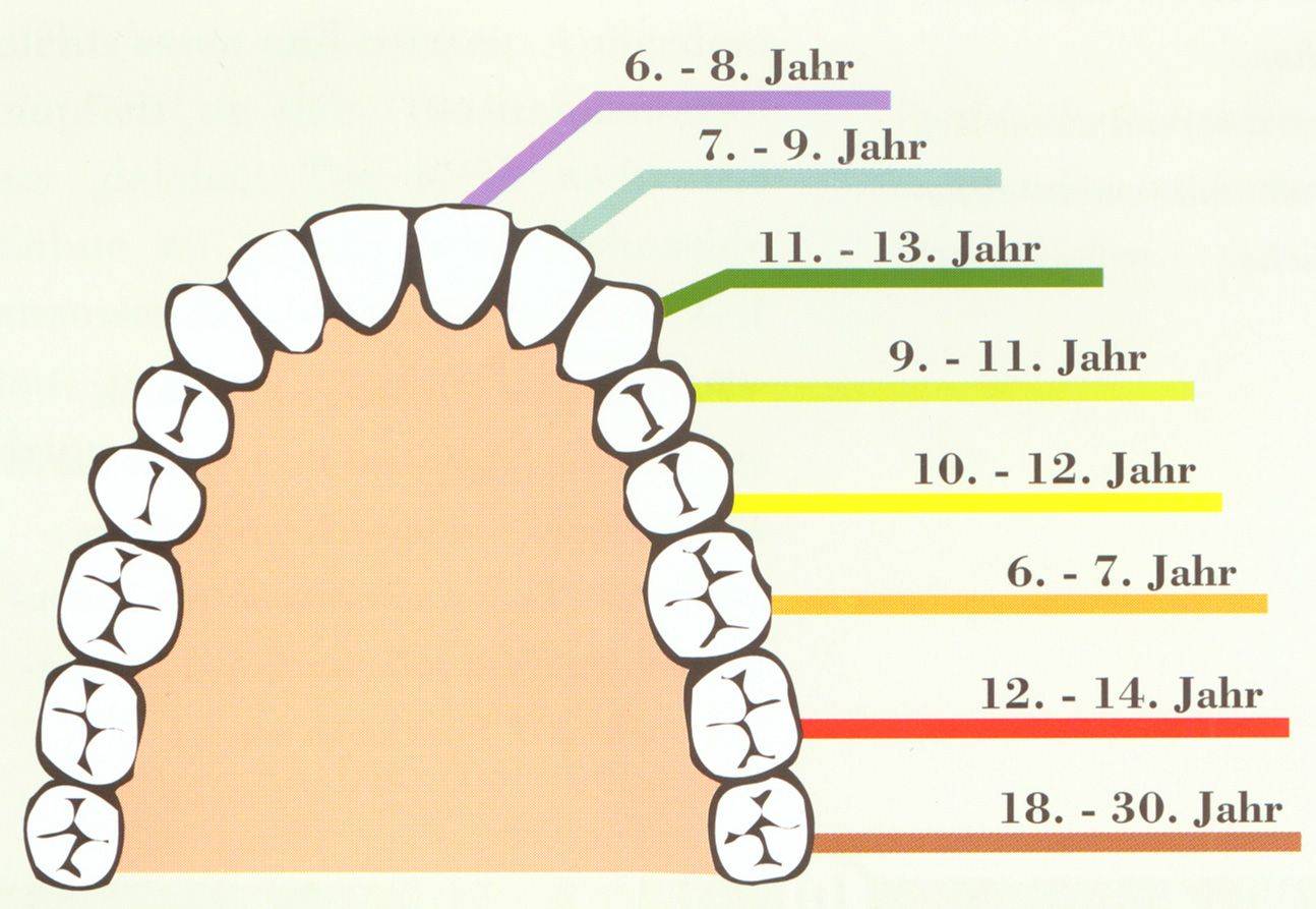 Сколько меняется зубов у детей на постоянные
