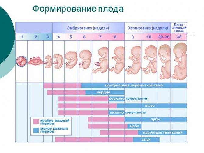 На коком сроке делают третье узи при беременности: важность процедуры и нормы показателей