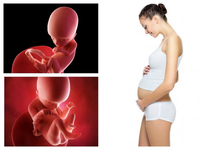 12 неделя беременности: что происходит с ребенком, размер живота и ощущения у мамы, развитие плода, фото узи / mama66.ru