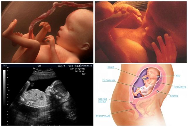 22 неделя беременности: что происходит с малышом и мамой, фото, развитие плода