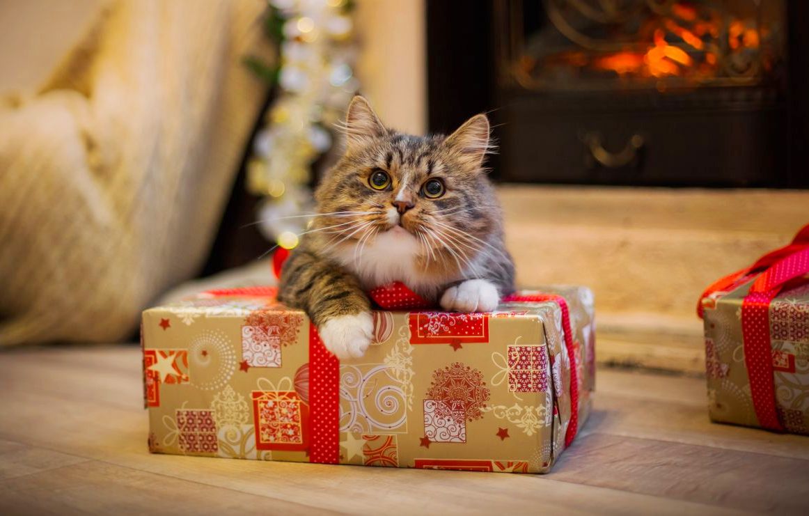 "человек, смотри, что я тебе принес": неожиданные подарки от кошек своим хозяевам
