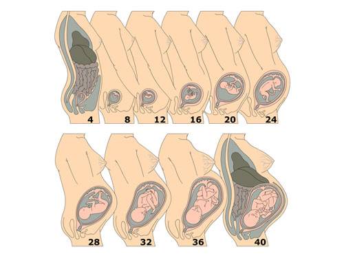 Матка при беременности на ранних сроках - как выглядит, увеличивается, на ощупь