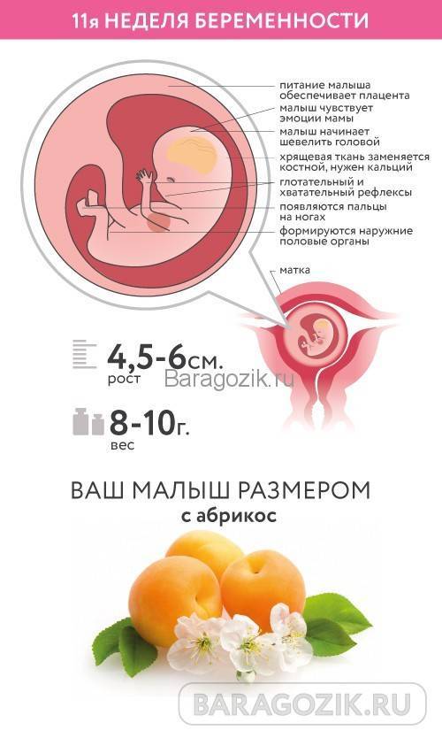 11 неделя беременности :: polismed.com