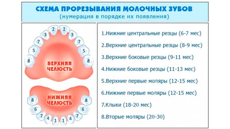 Температура при прорезывании зубов у детей: сколько дней держится?