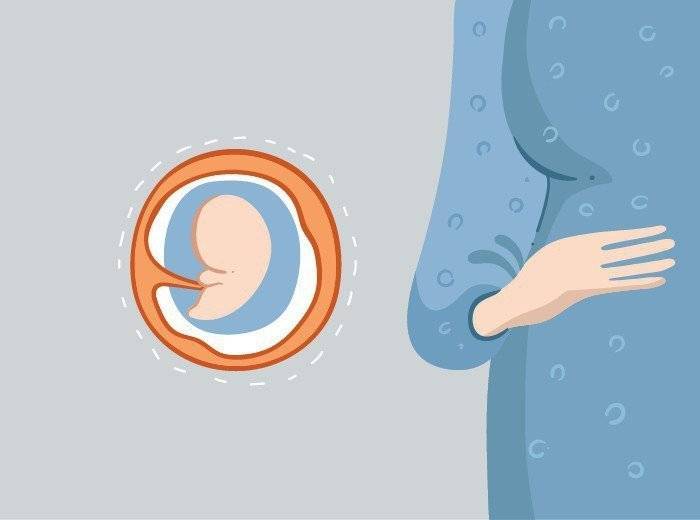 8 недель беременности – это сколько месяцев, что происходит с малышом? беременность 8 недель – развитие плода