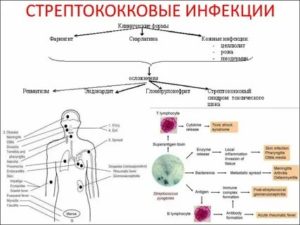 Стрептококк вириданс: характеристика, патогенность, диагностика, лечение
