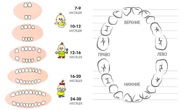 Молочные зубы у детей: сроки, очередность, схема и порядок прорезывания
