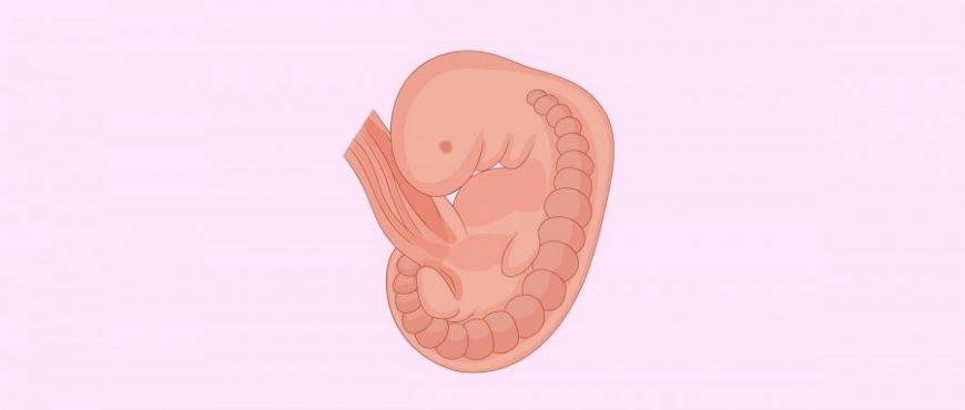 9 неделя беременности: ощущения, правильное питание, развитие пода и его узи