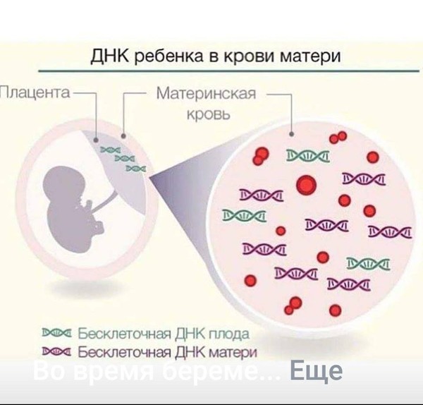 Пол ребенка по группе крови родителей: определение пола, таблица, как рассчитать
