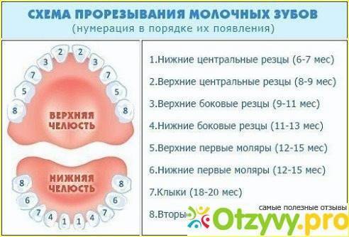 Температура при прорезывании зубов у детей: симптомы, сколько дней длится высокая температура