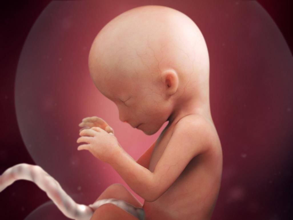 16 неделя беременности: что происходит в женском организме, фото ребёнка на узи, его развитие и размер