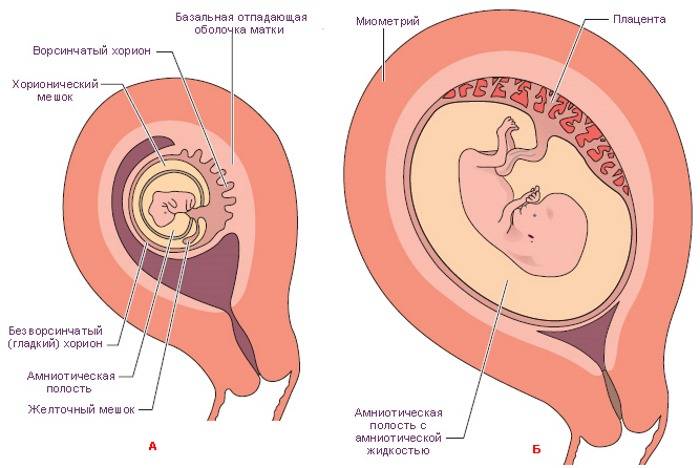 Степень зрелости плаценты по неделям – таблица, норма. когда формируется плацента при беременности?