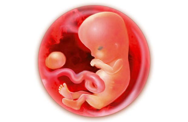 9 неделя беременности: развитие плода и что с ним происходит