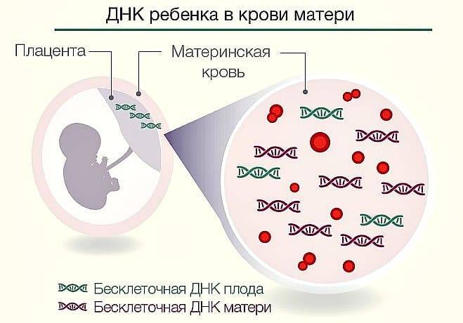 Конфликт по группе крови при беременности – что надо знать о нем будущим мамам | dlja-pohudenija.ru