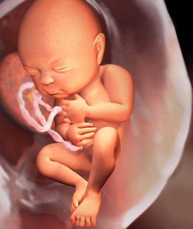 28 неделя беременности: это сколько месяцев, преждевременные роды, живот