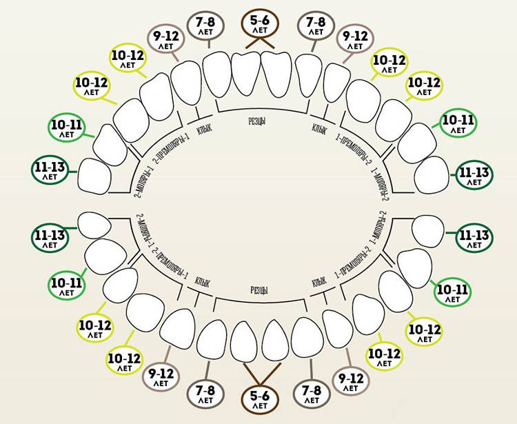 В каком возрасте меняются зубы у детей: порядок и сроки протекания процесса, рекомендации по уходу за полостью рта |
