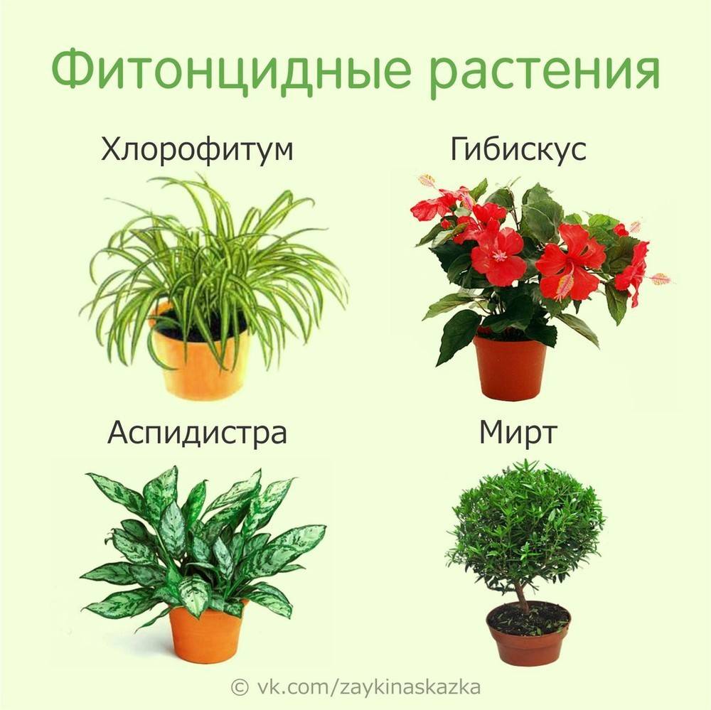Цветы для детской комнаты: требования к растениям и рейтинг лучших/худших цветов
